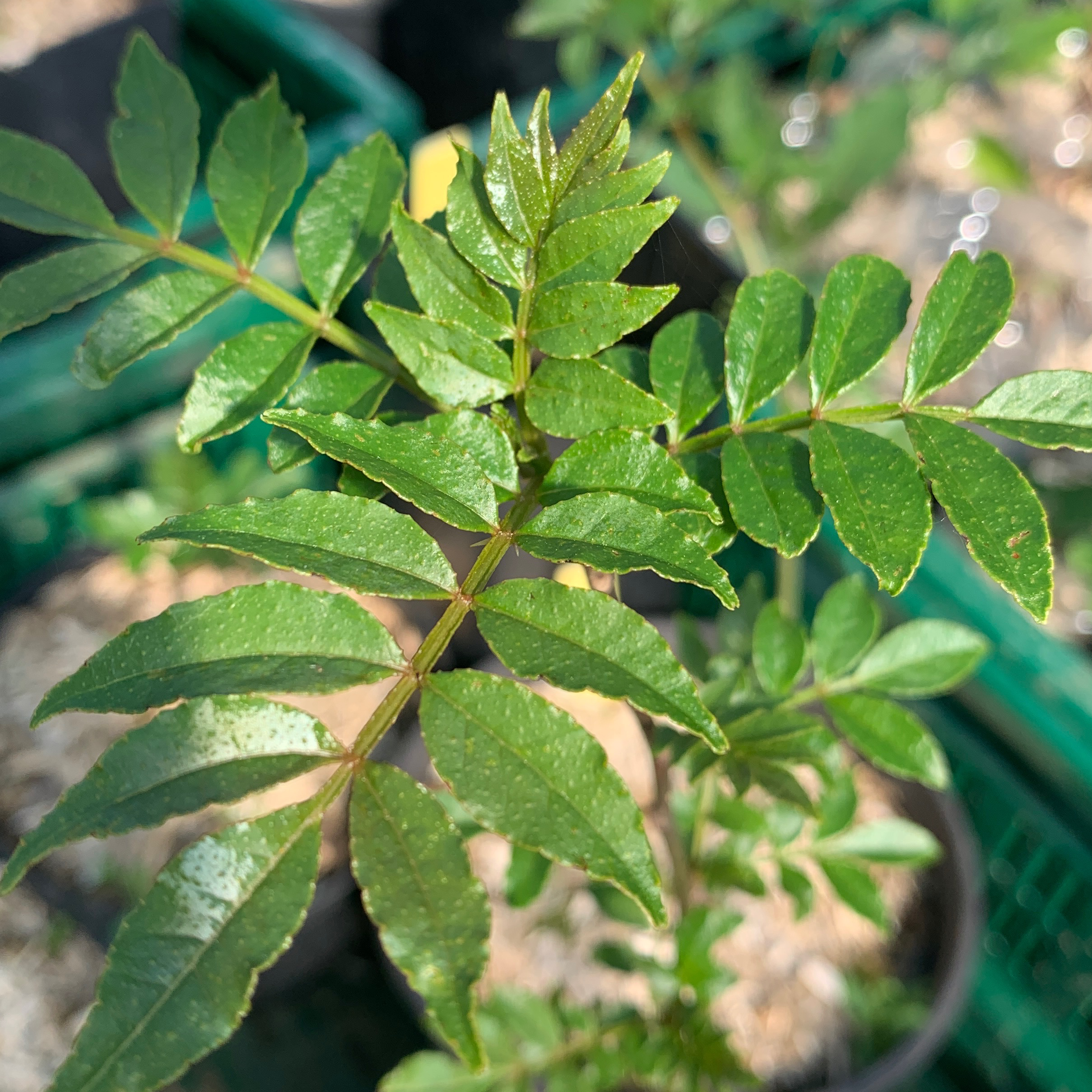Poivrier du Sichuan - pot 2,5L