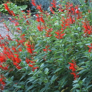 Sauge ananas en pot 3 litres
