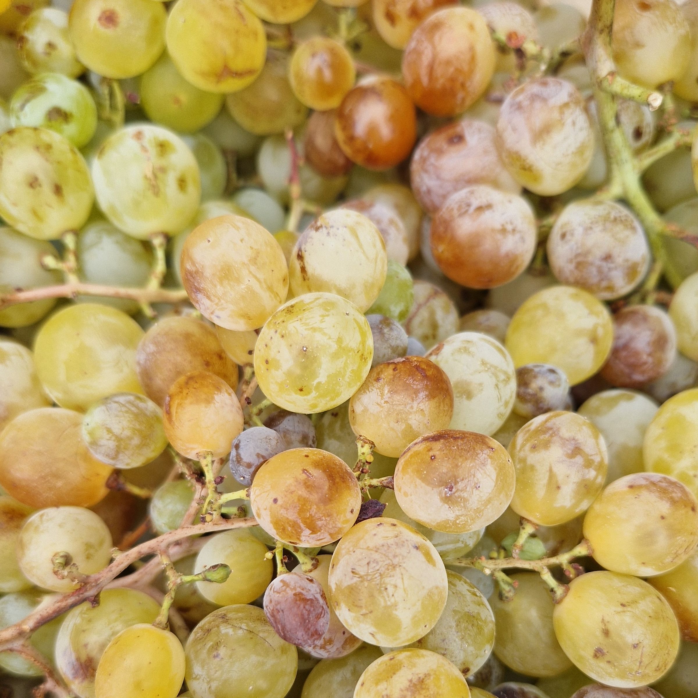 MUSCAT