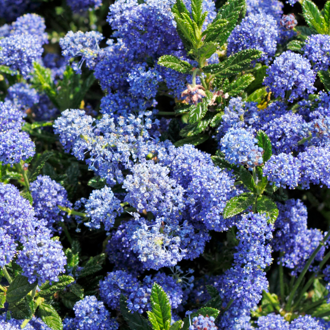 Ceanothe autumnal blue - 3l