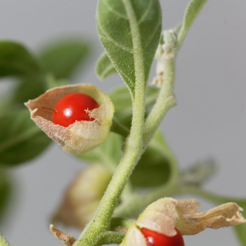 ASHWAGANDHA Bio