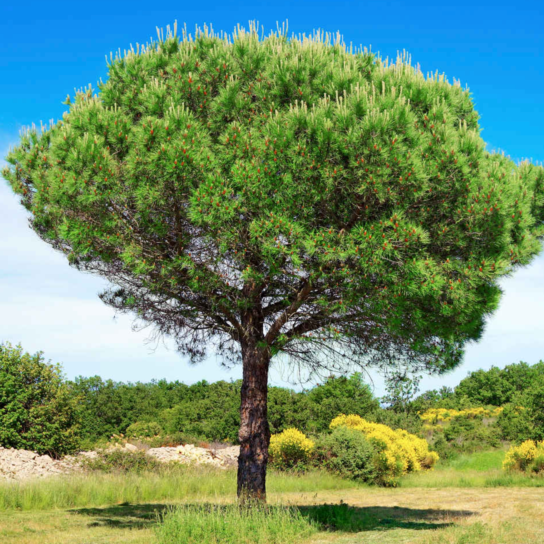 Pin pignon (parasol) Pot 2L