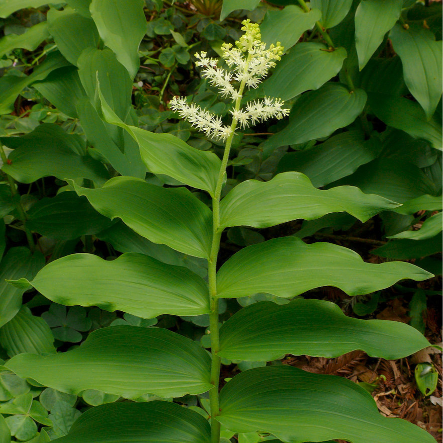 Faux sceau de Salomon - pot 2L