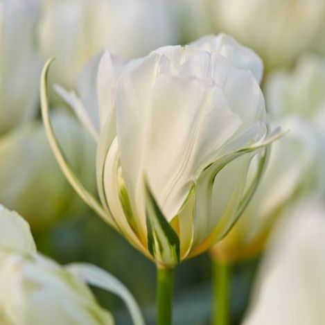 Tulipe White Valley