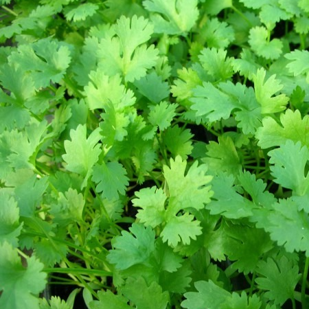 Coriandre en godet 9 cm