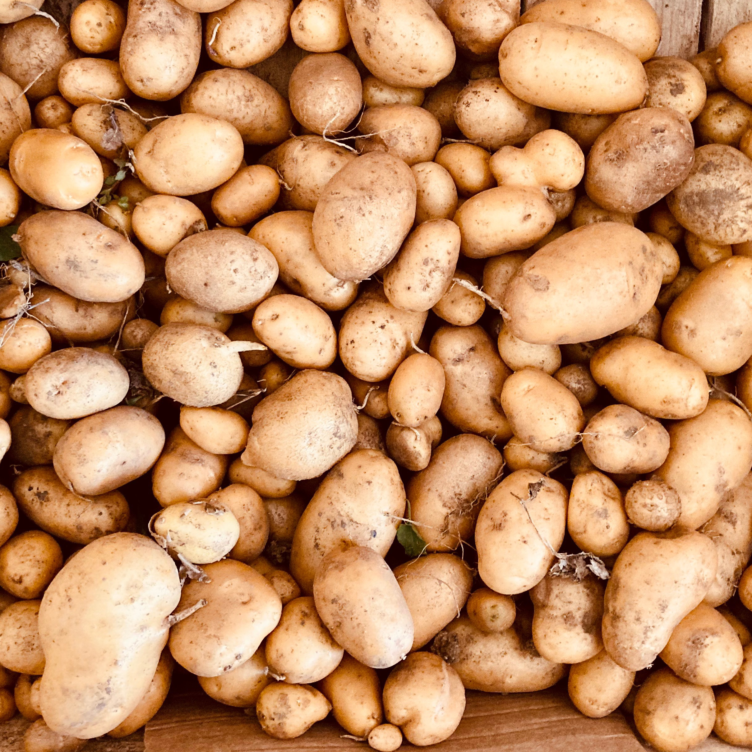 Pomme de terre nouvelle (Kg)