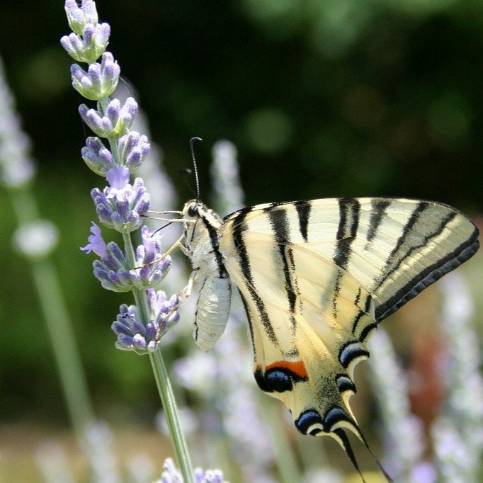 Crème glacée Lavande