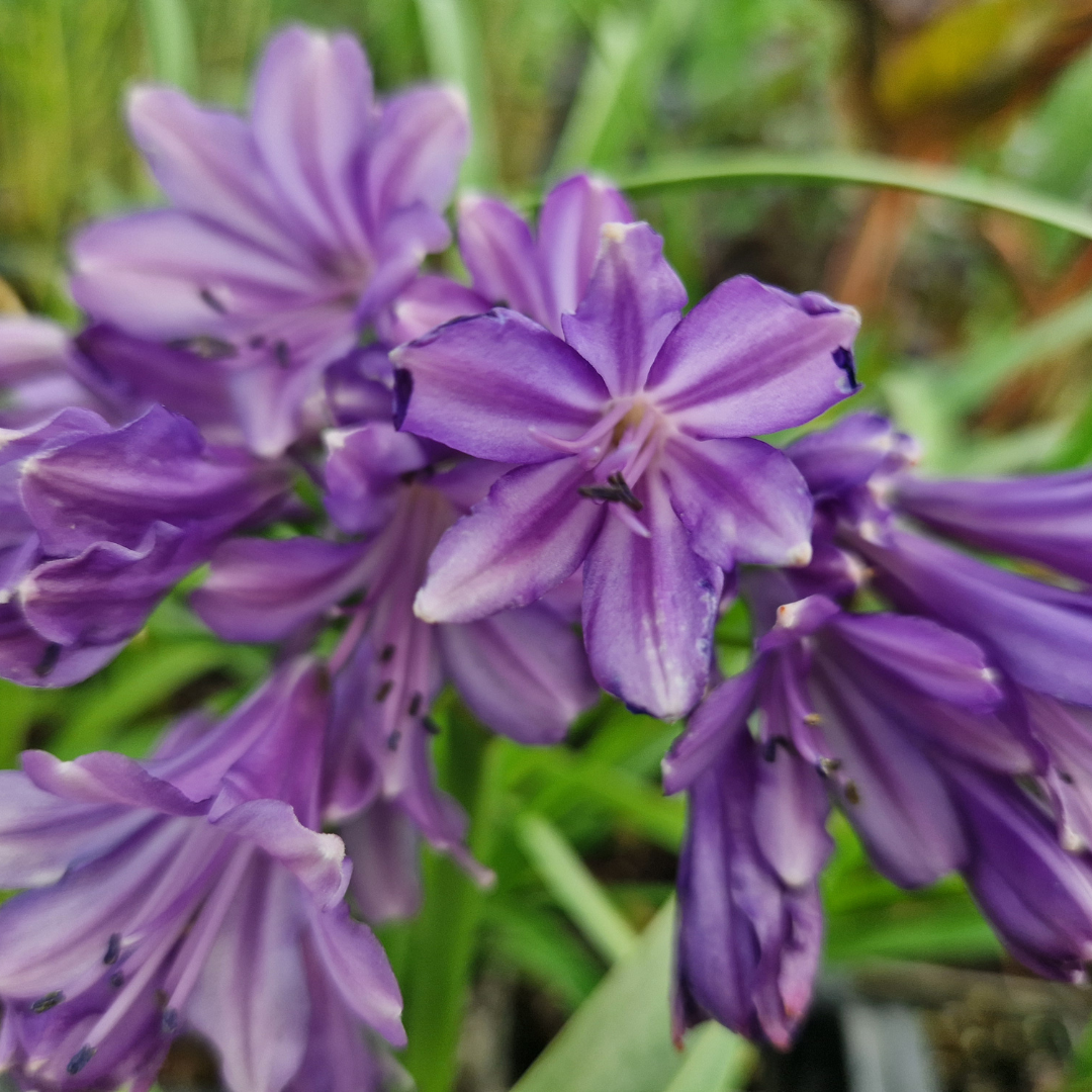 Agapanthe ‘Safarie Dreams’