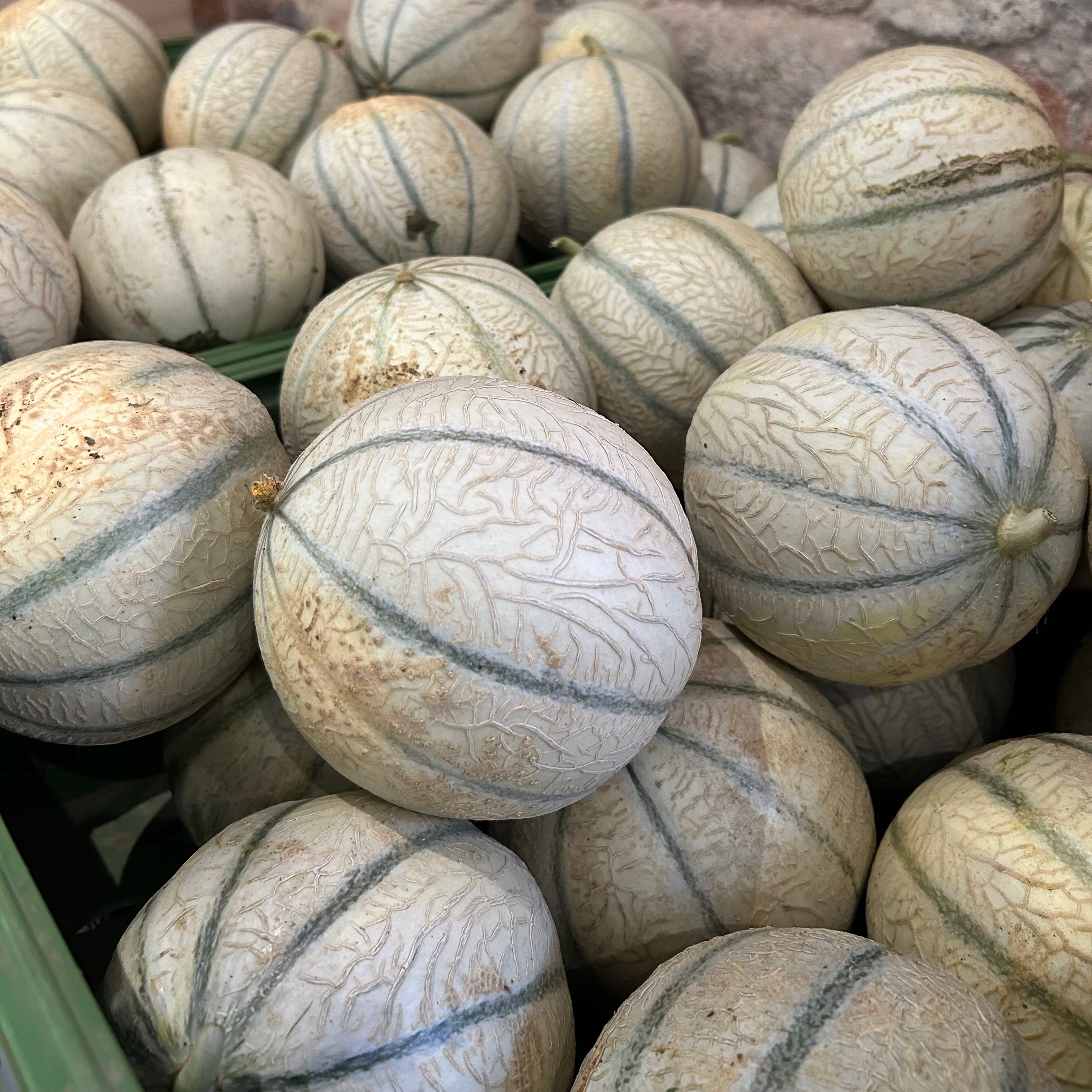 Melon - moyen