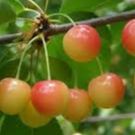 Cerisier - Prunus avium "Coeur de Pigeon"