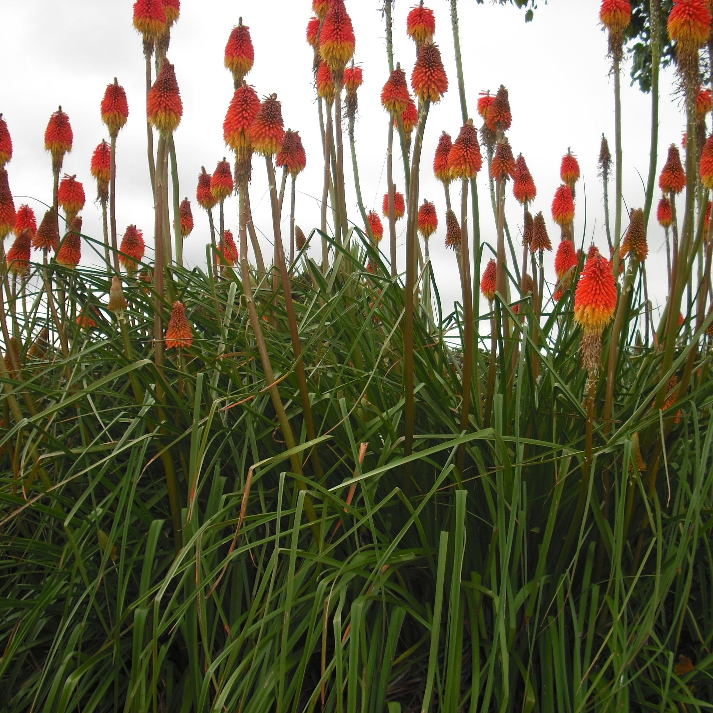 Tison de Satan (Kniphofia) 'Alcazar' - 1l