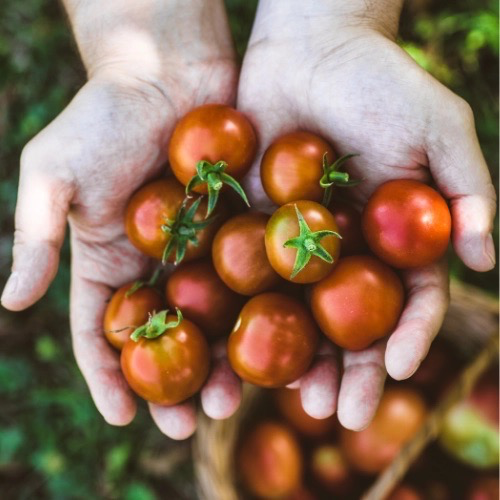TOMATE Cerise Black cherry Bio