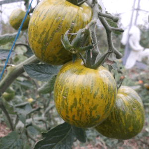 PLANT DE TOMATE Green Zébra