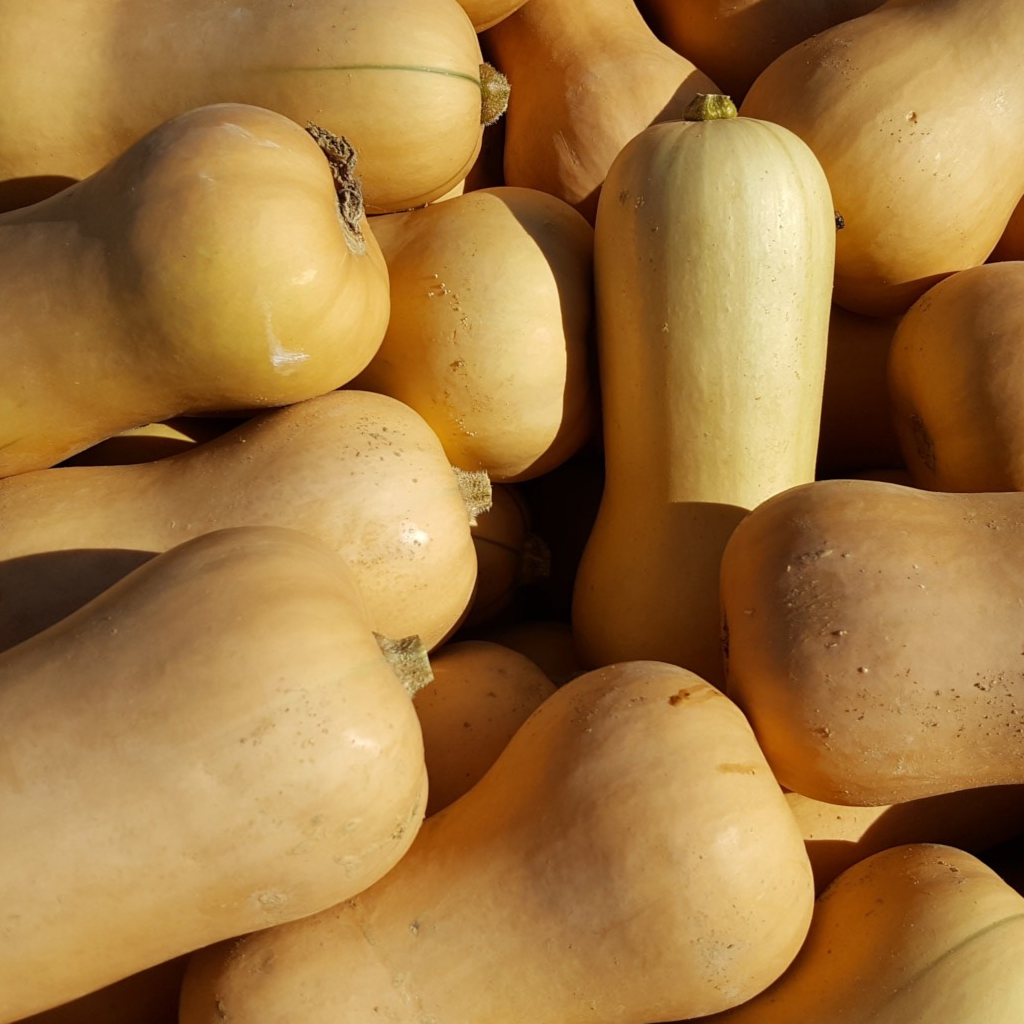 Courge butternut