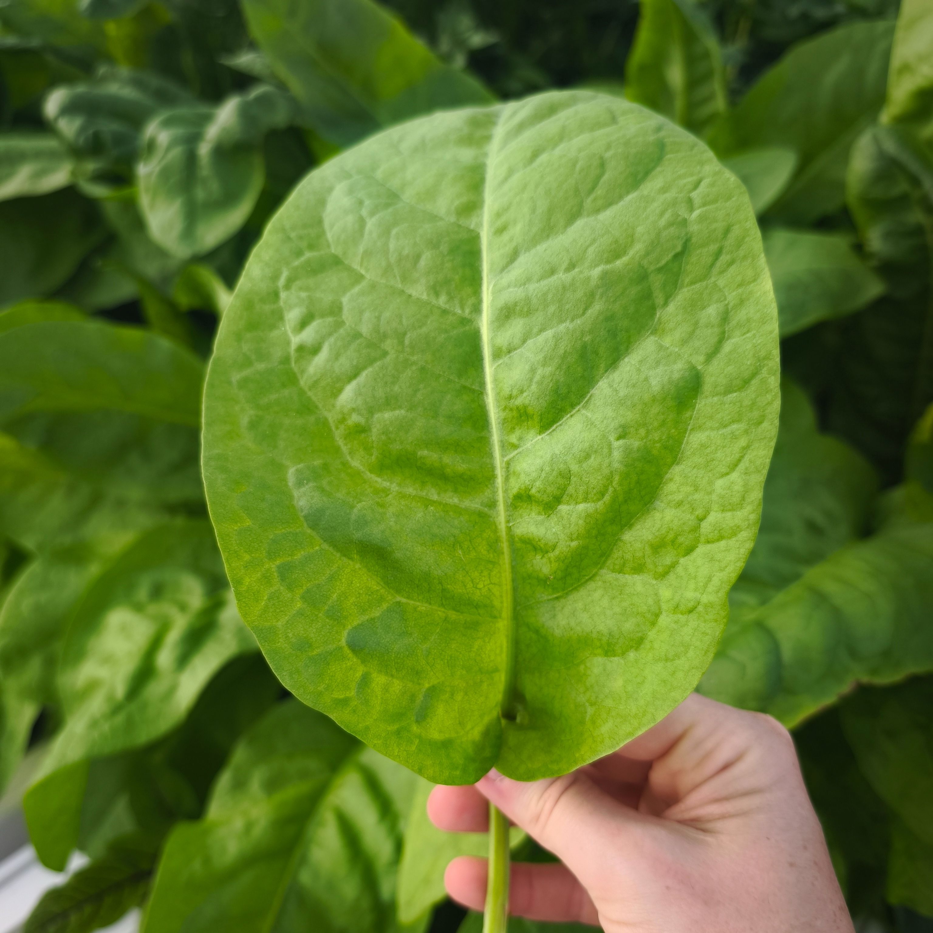 Oseille épinard (grandes feuilles)