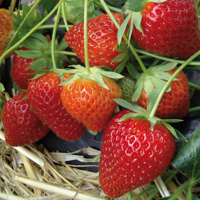 Fraisier Charlotte (remontant) en godet 8 cm