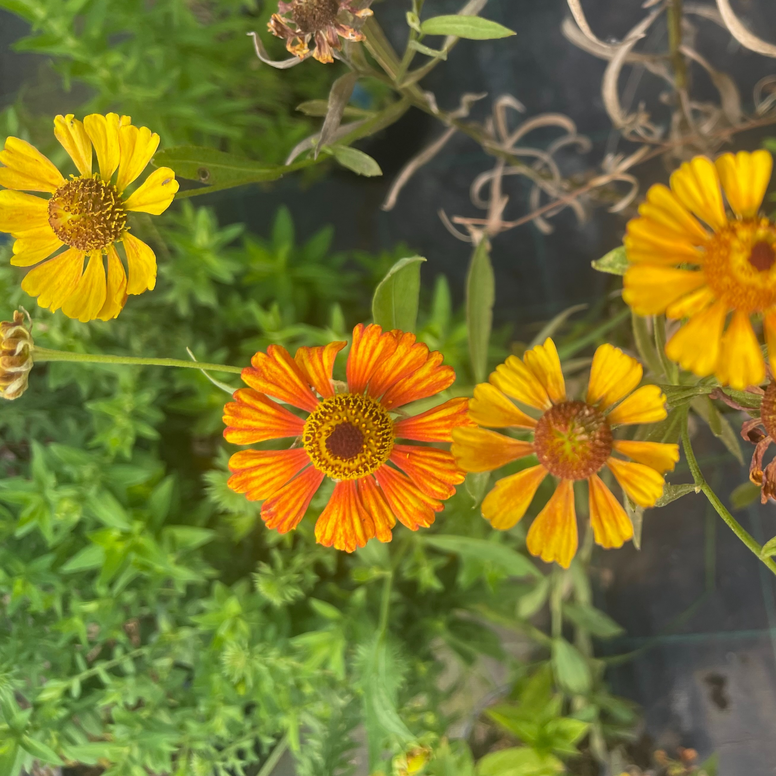 Helenium ‘Küpfersprudel’