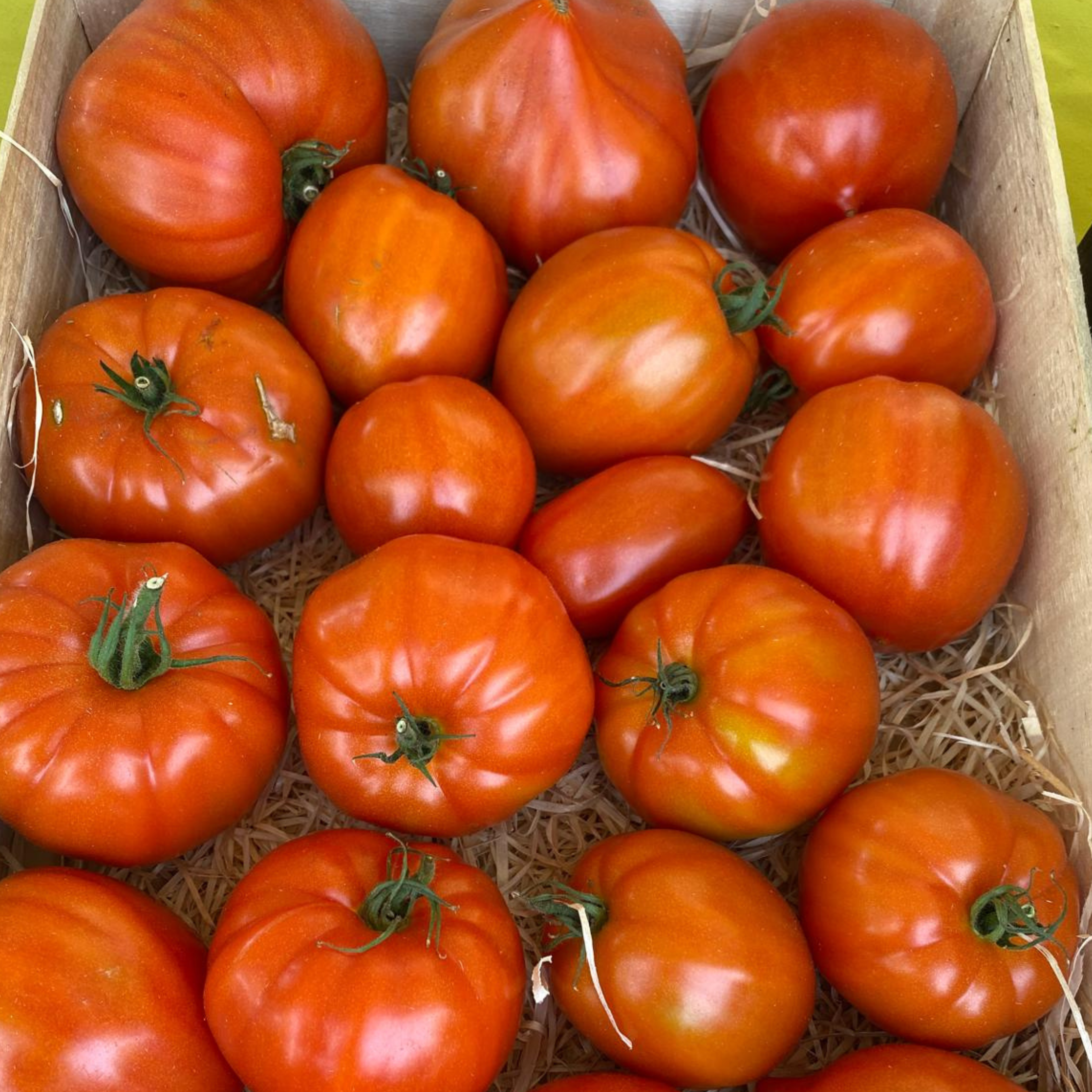 tomate cœur de bœuf