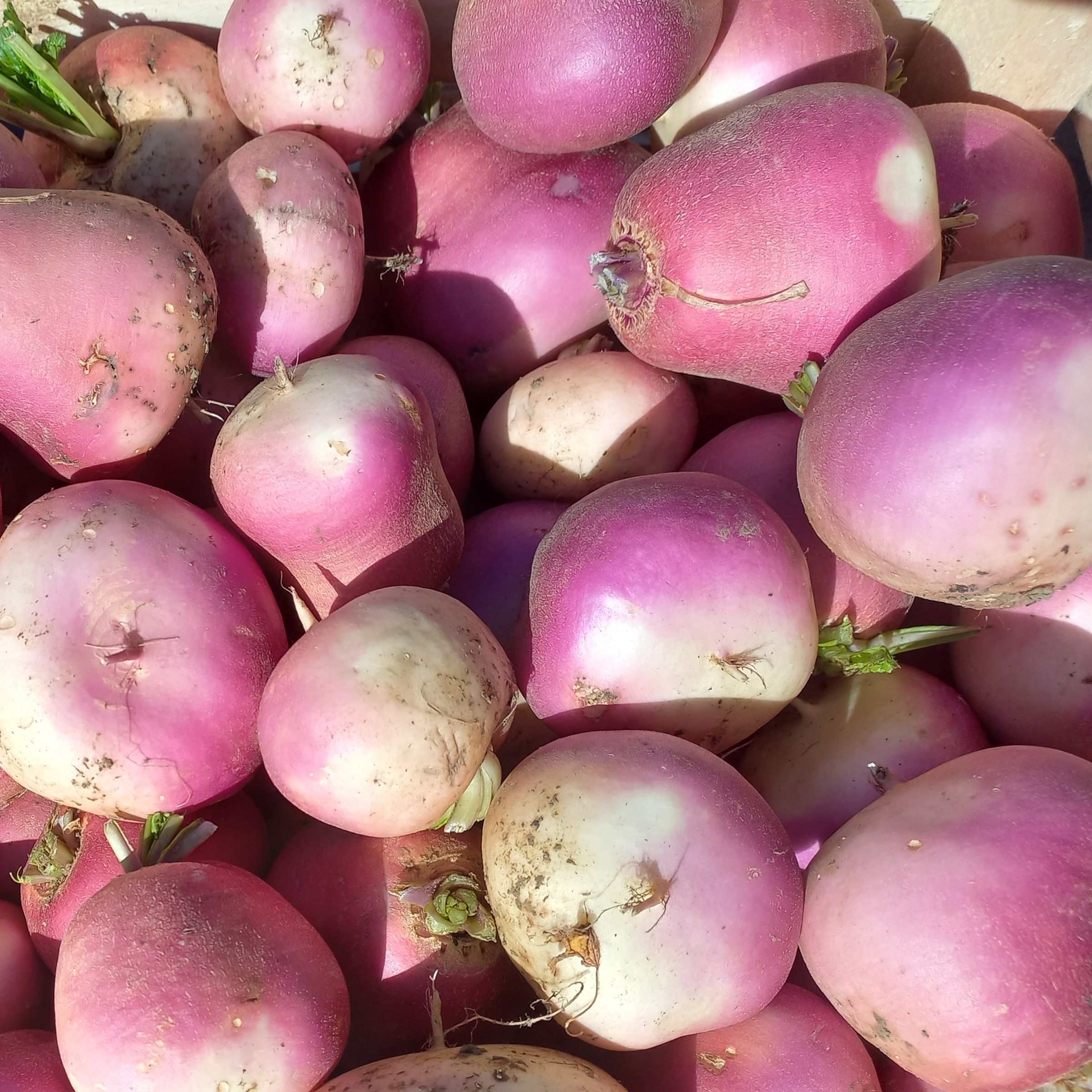 Navet violet nouveau - 0,5kg
