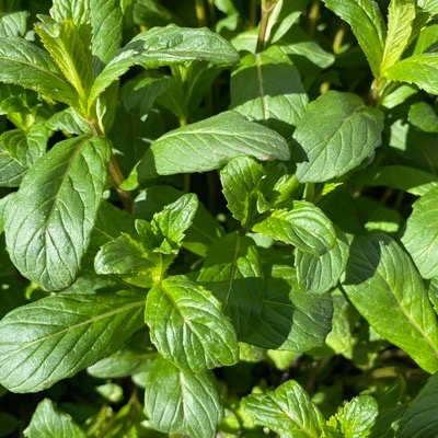 Menthe