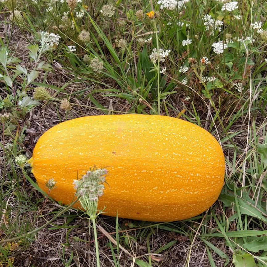 Courge Spaghetti (Moyenne) du jardin