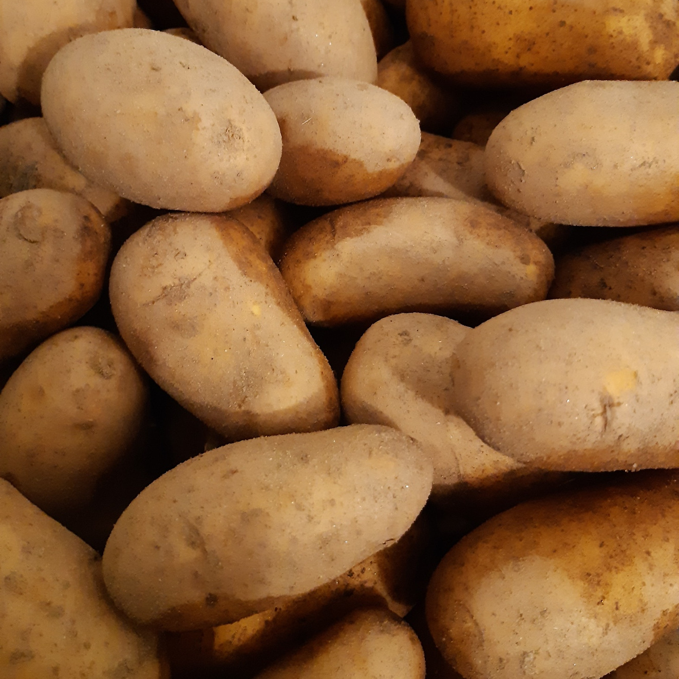POMME DE TERRE CHAIR FERME
