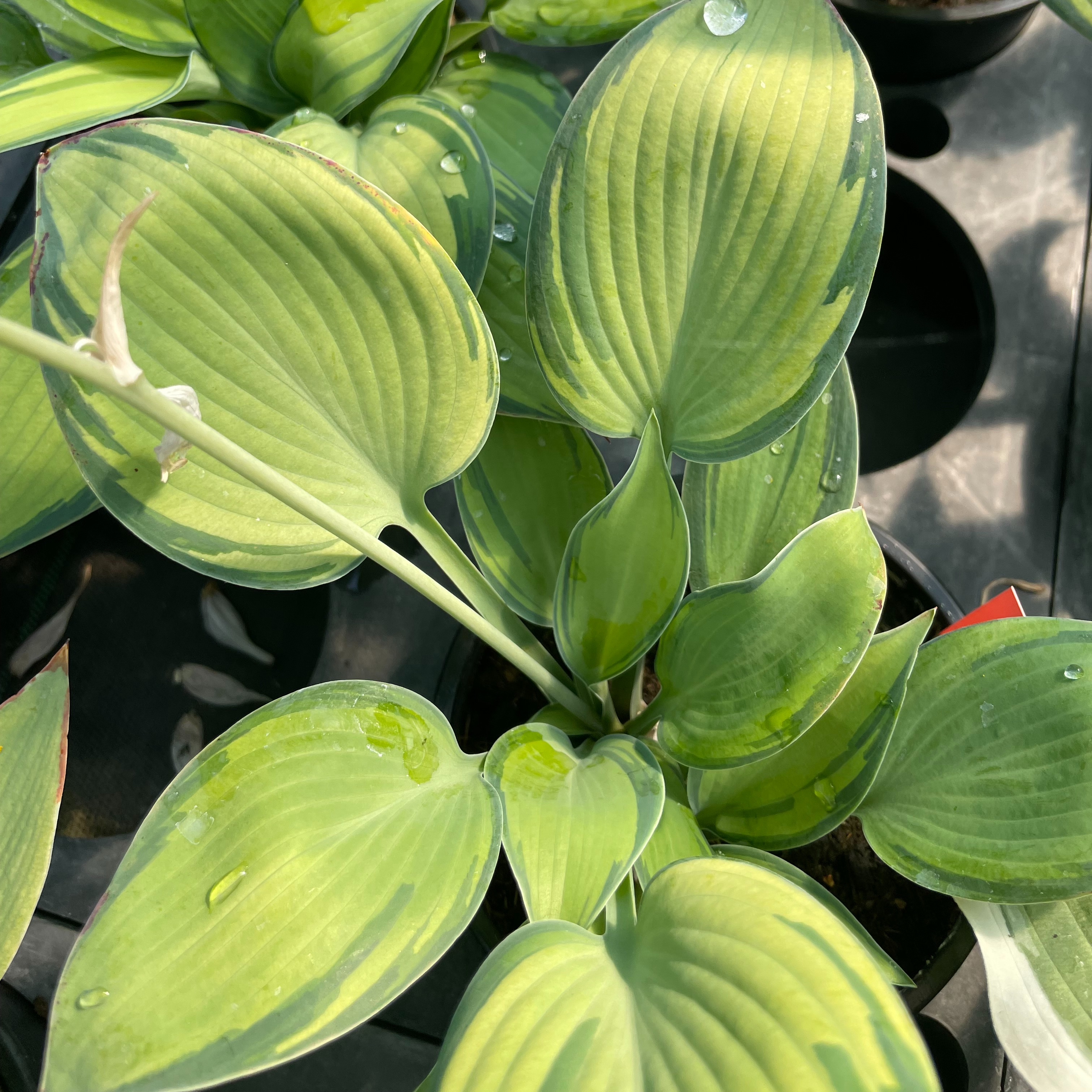 Hosta ‘June’