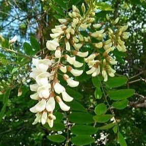 Robinier faux acacia - Robinia pseudoacacia