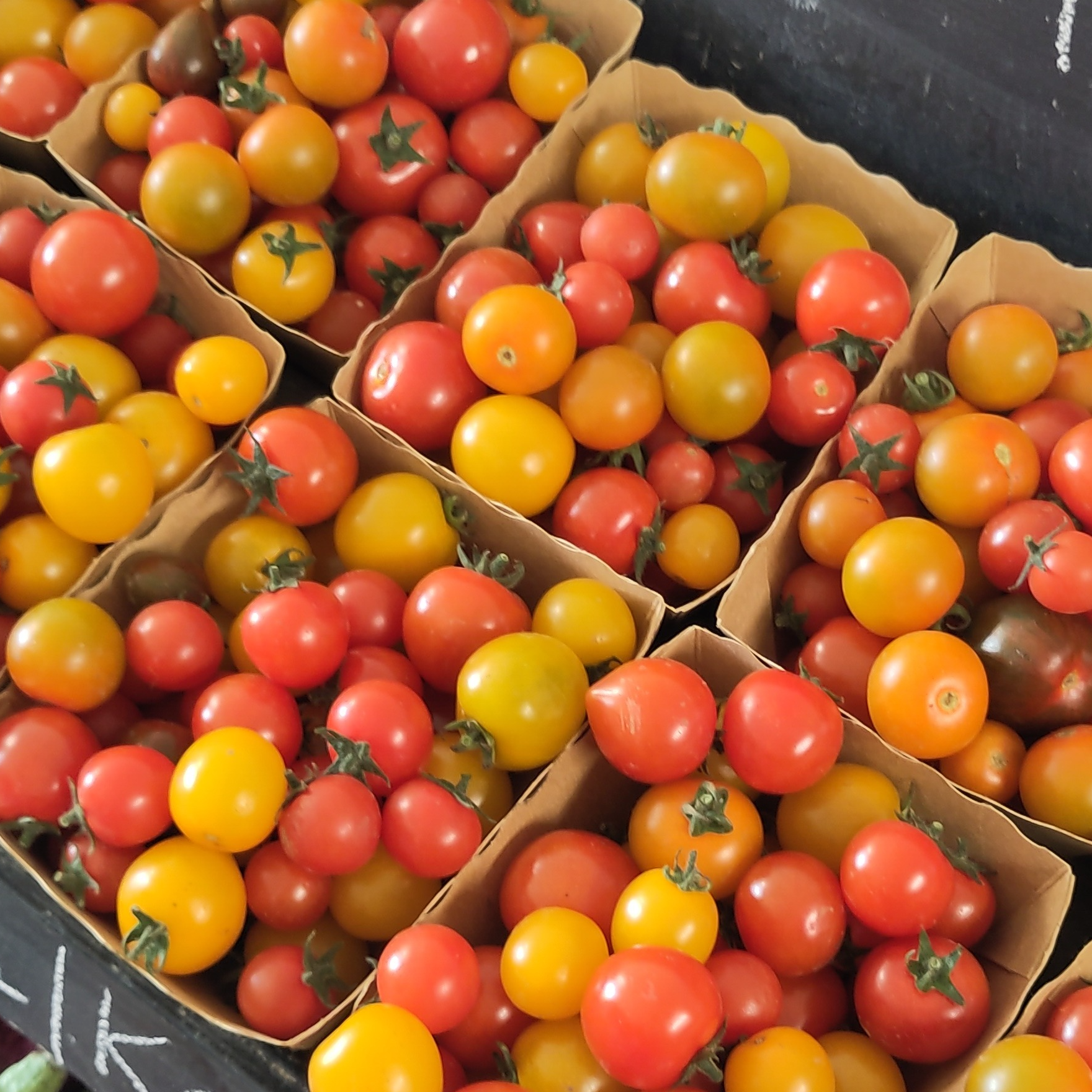 Tomate cerise BIO