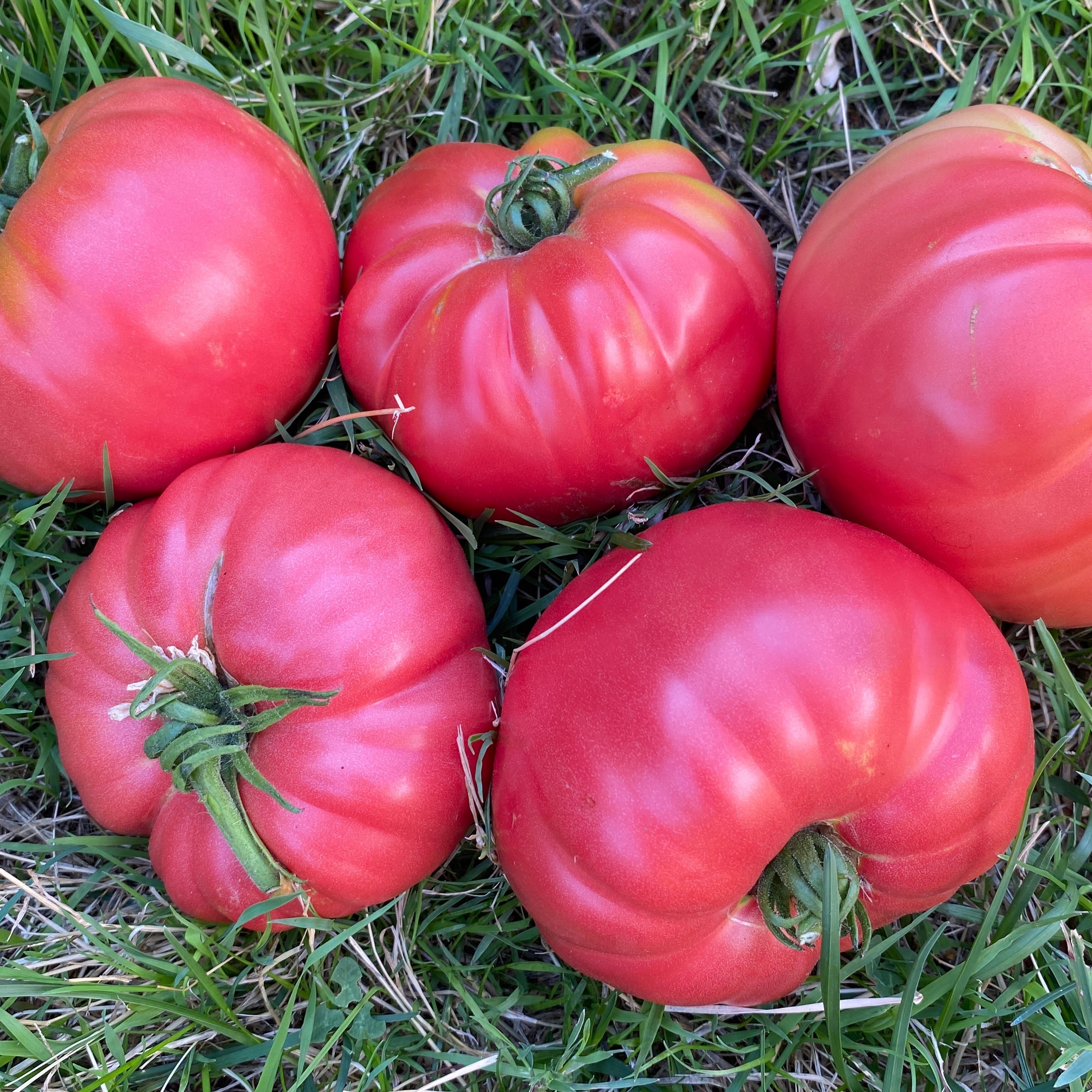 Tomates gros calibre