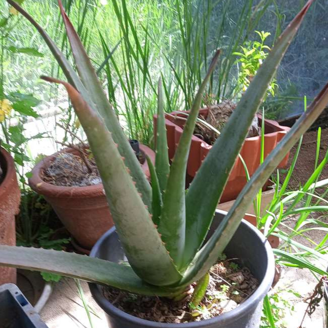 aloe vera - 1 feuille