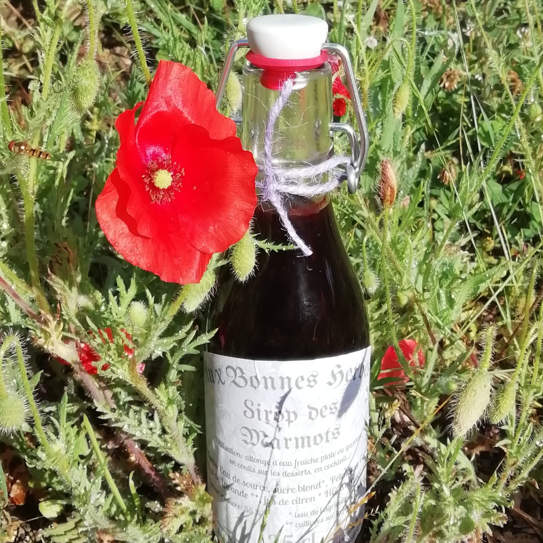 sirop des Marmots - 25cl