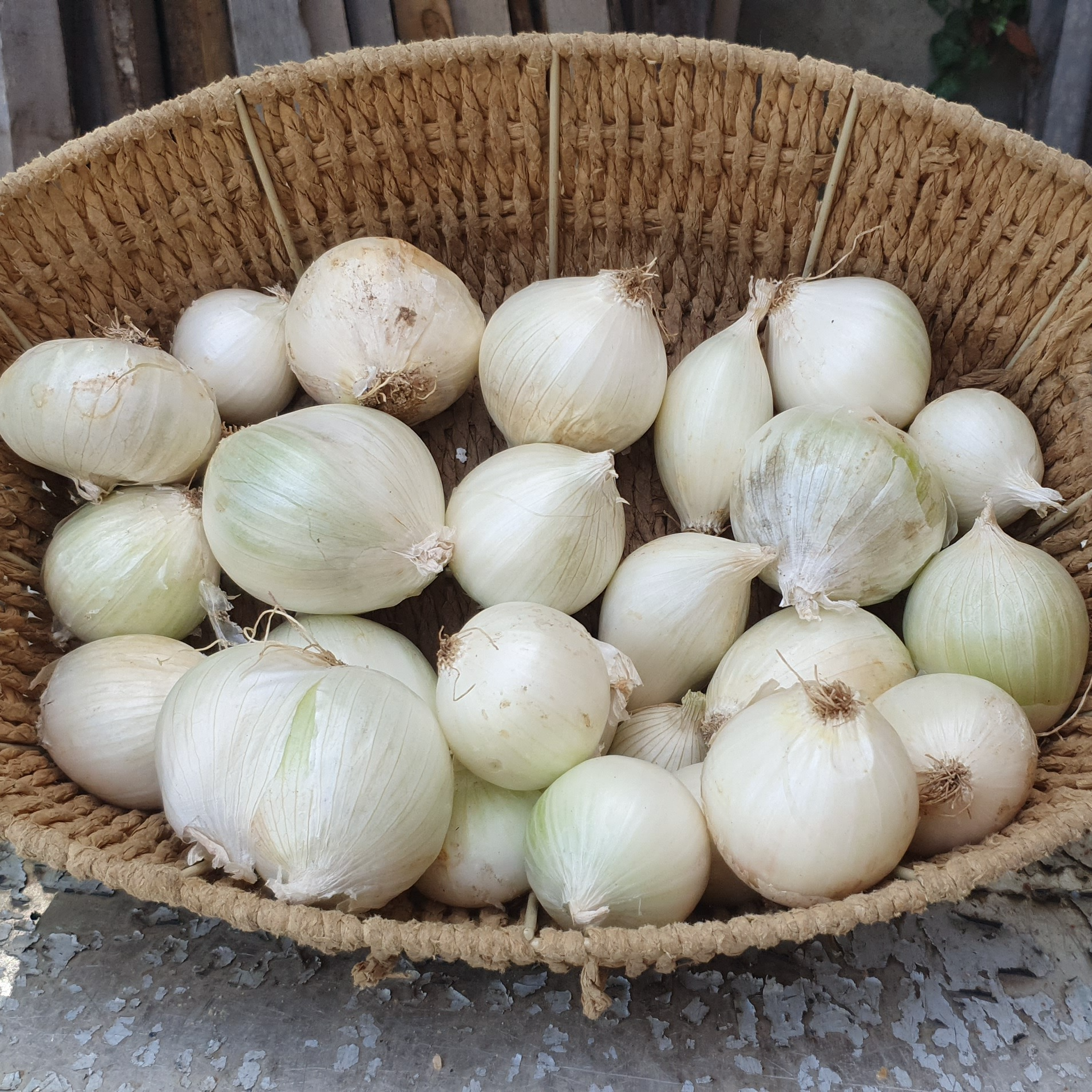 Oignons Blancs - 100g
