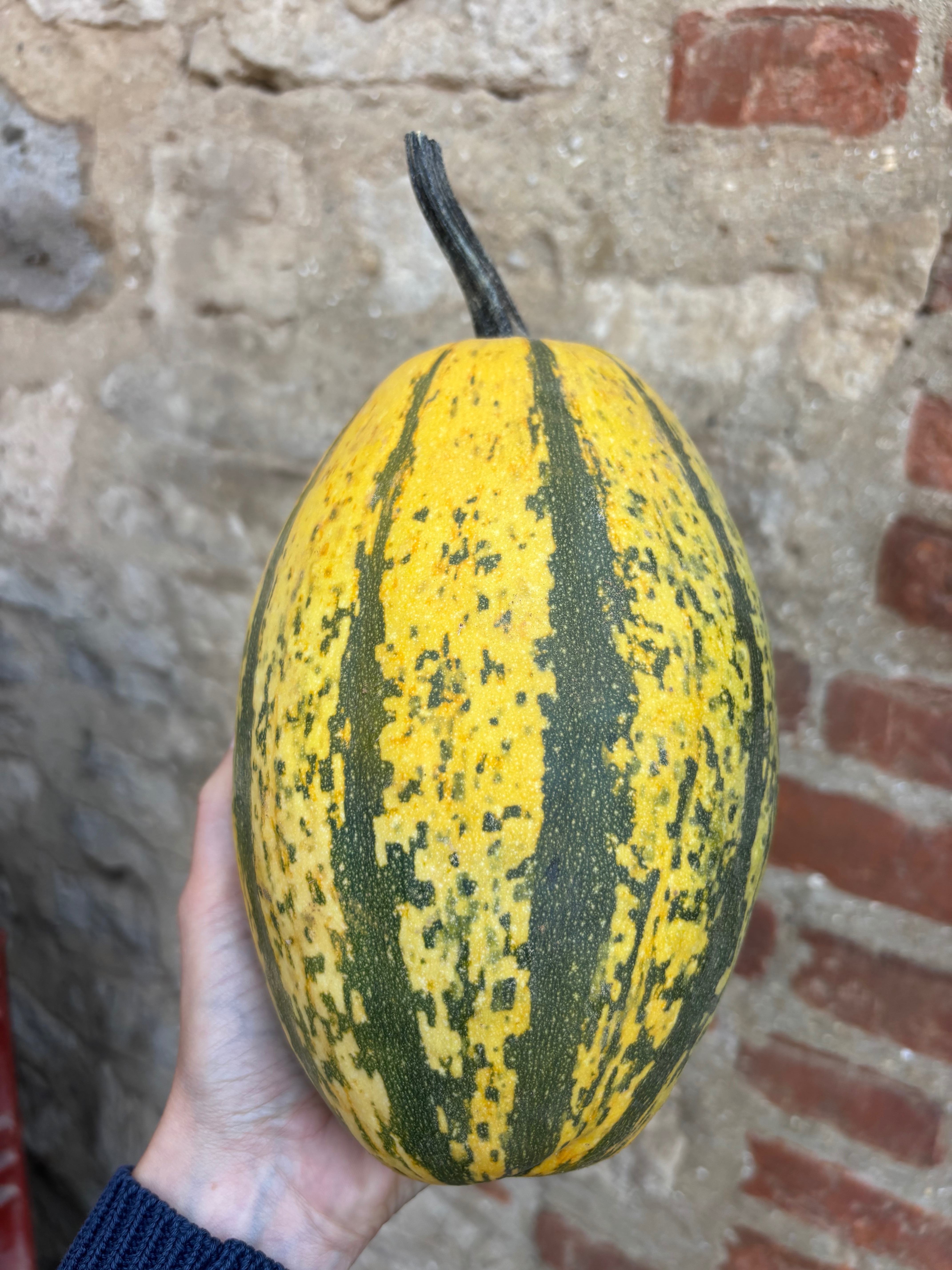 Courge spaghetti 1,3kg