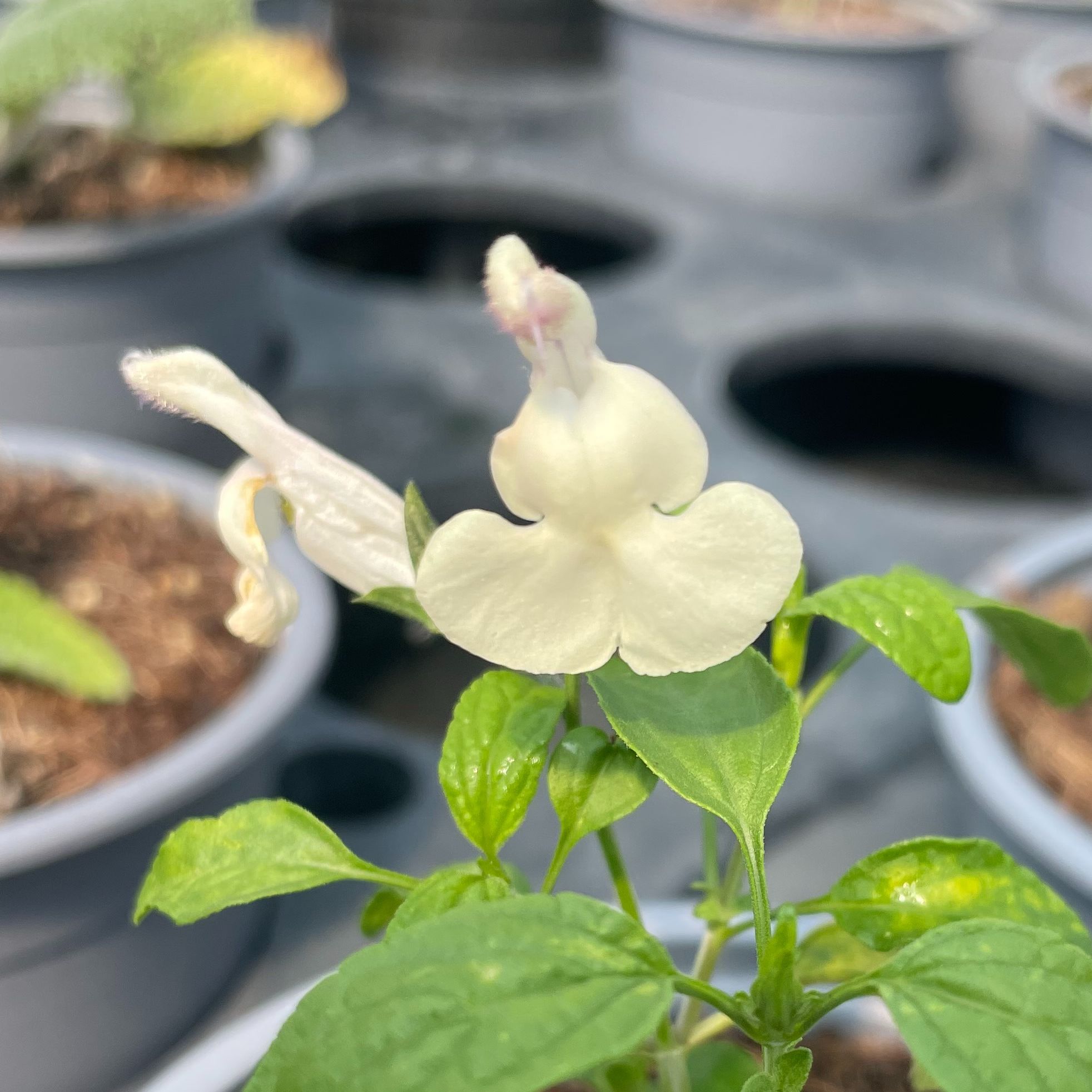 Salvia 'Vague de Chaleur'