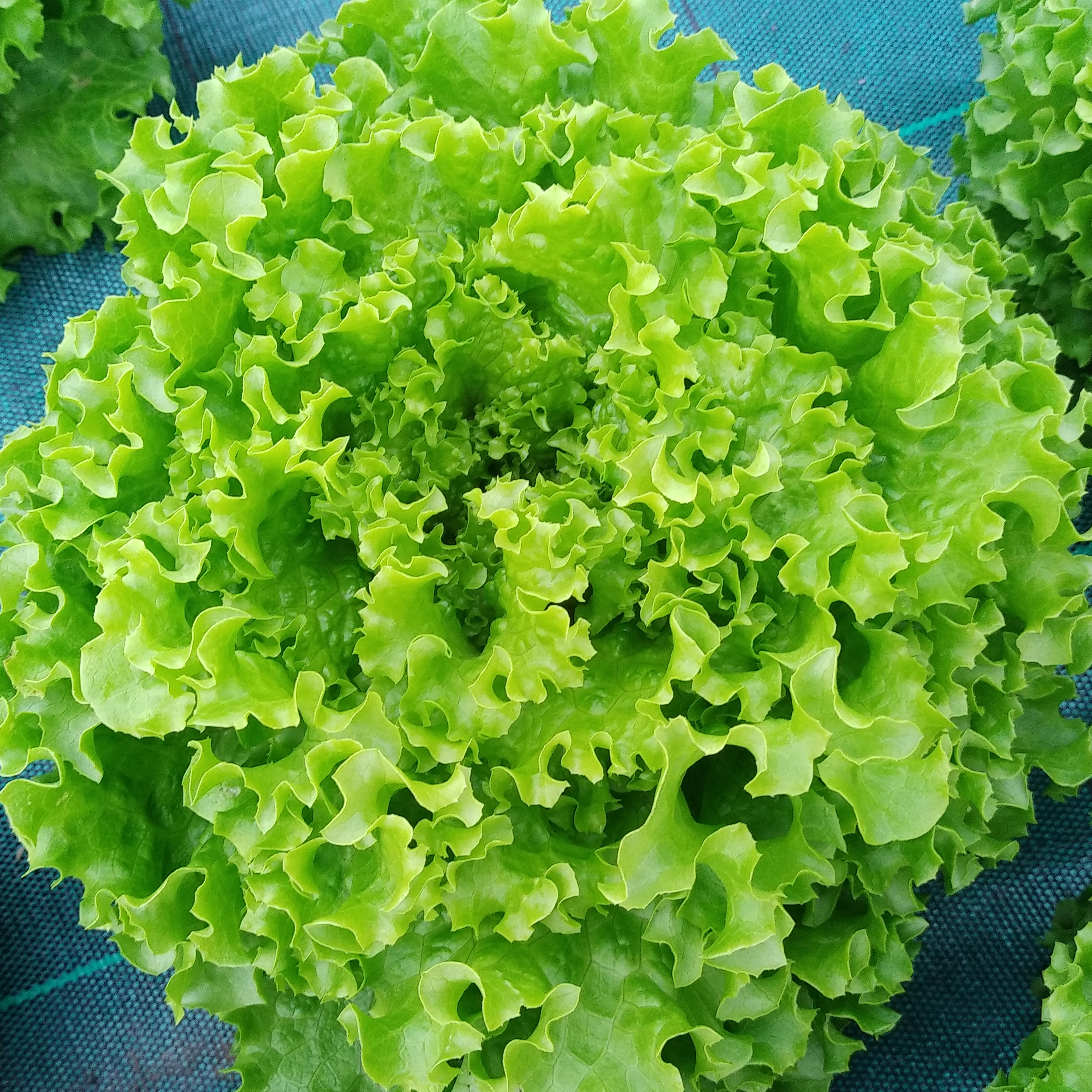 Salade batavia verte - pièce