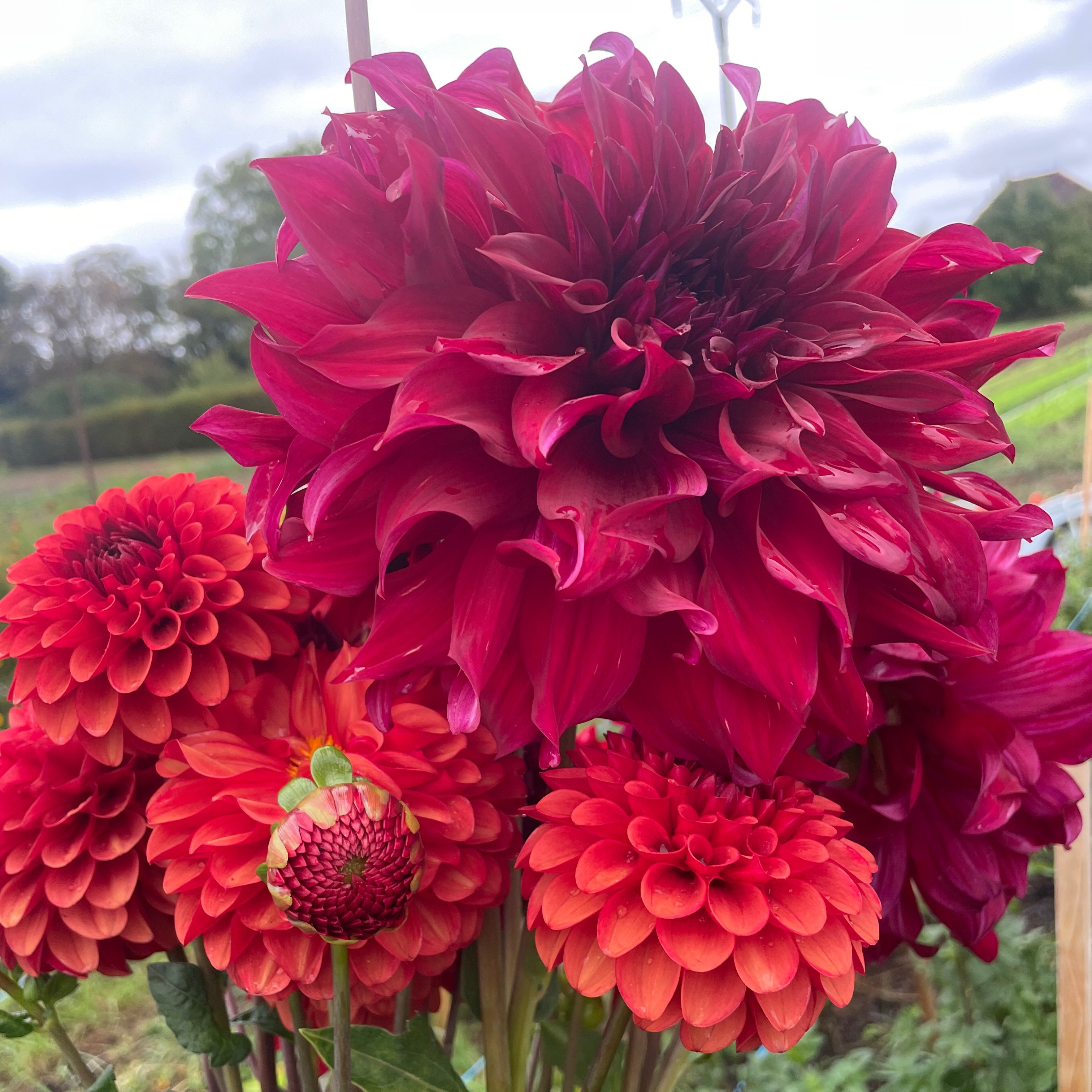 Botte de Dahlias