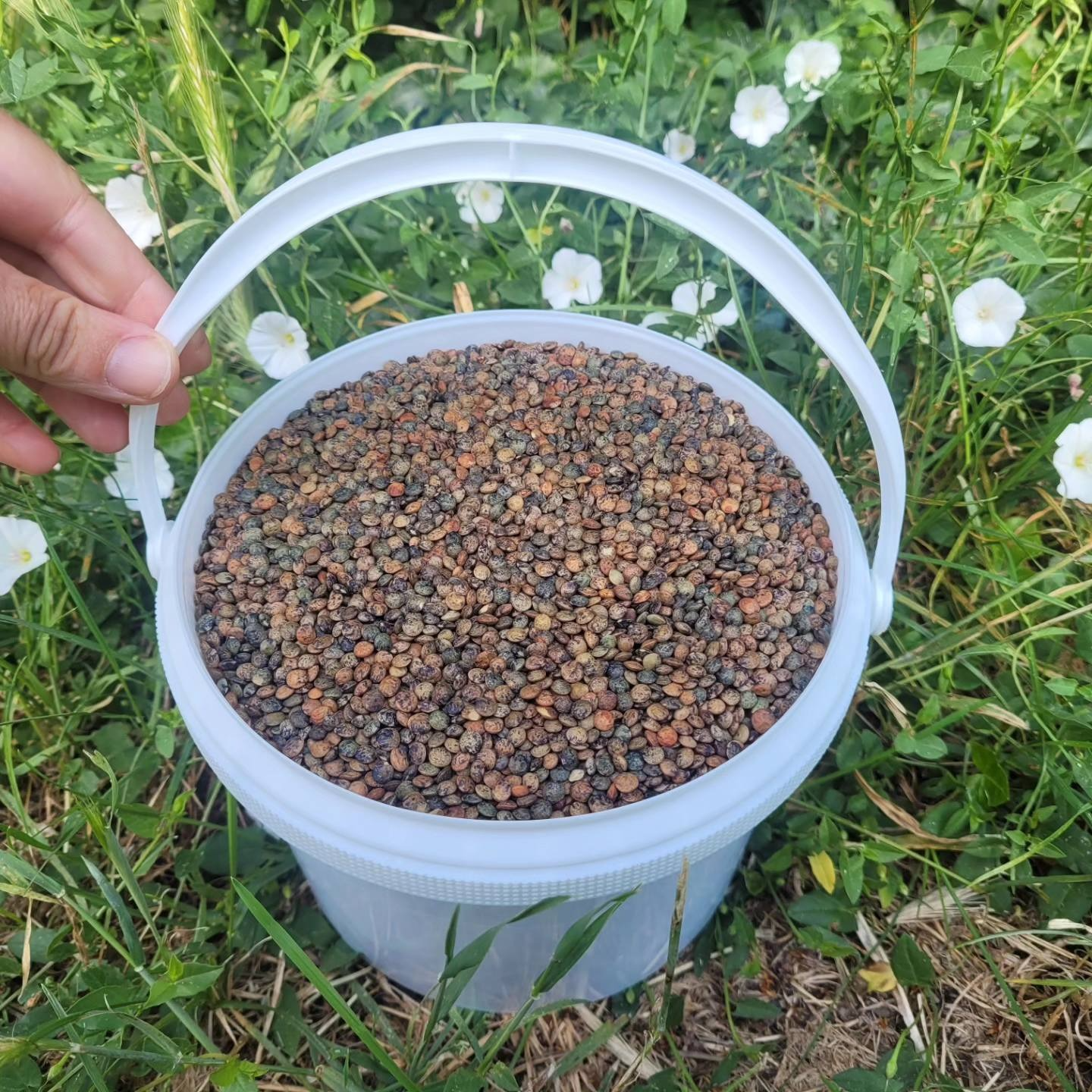 Seau lentilles vertes - 2kg