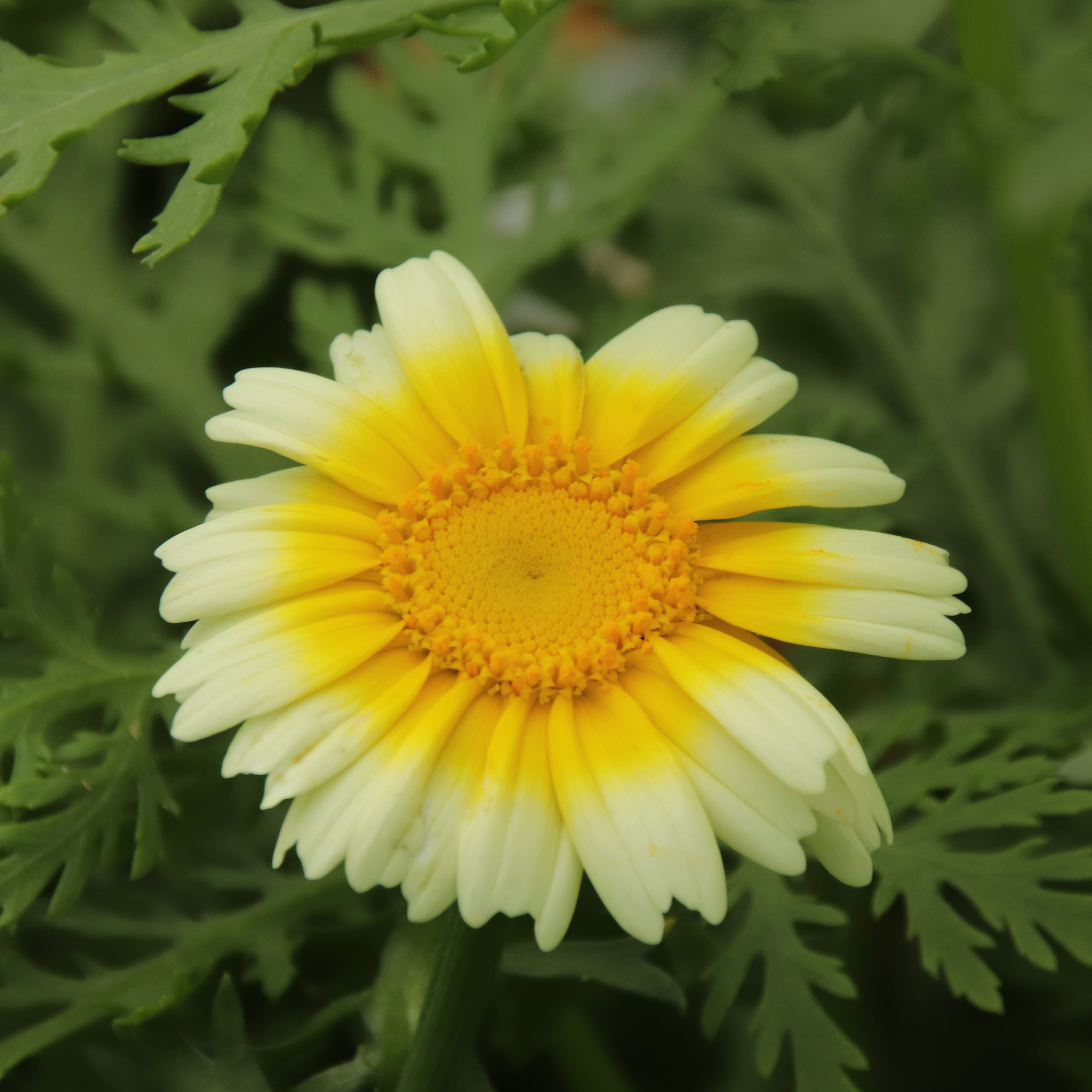 Chrysanthème
