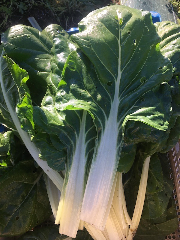 Blette, botte de 400 g