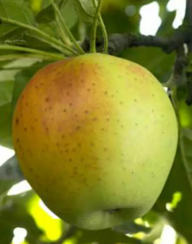 Pomme cabarette - 1kg