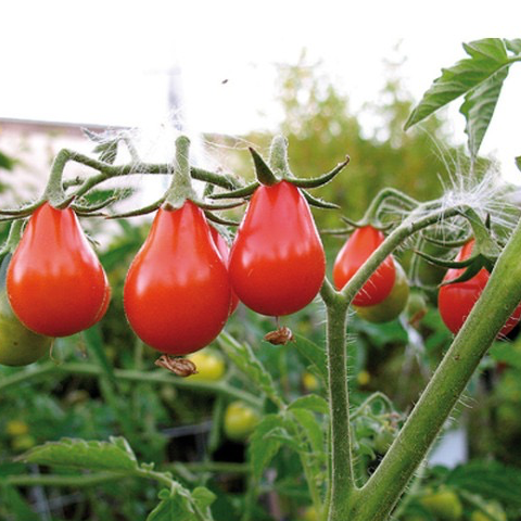 Plant Tomate Cerise Poire Rouge - 300g