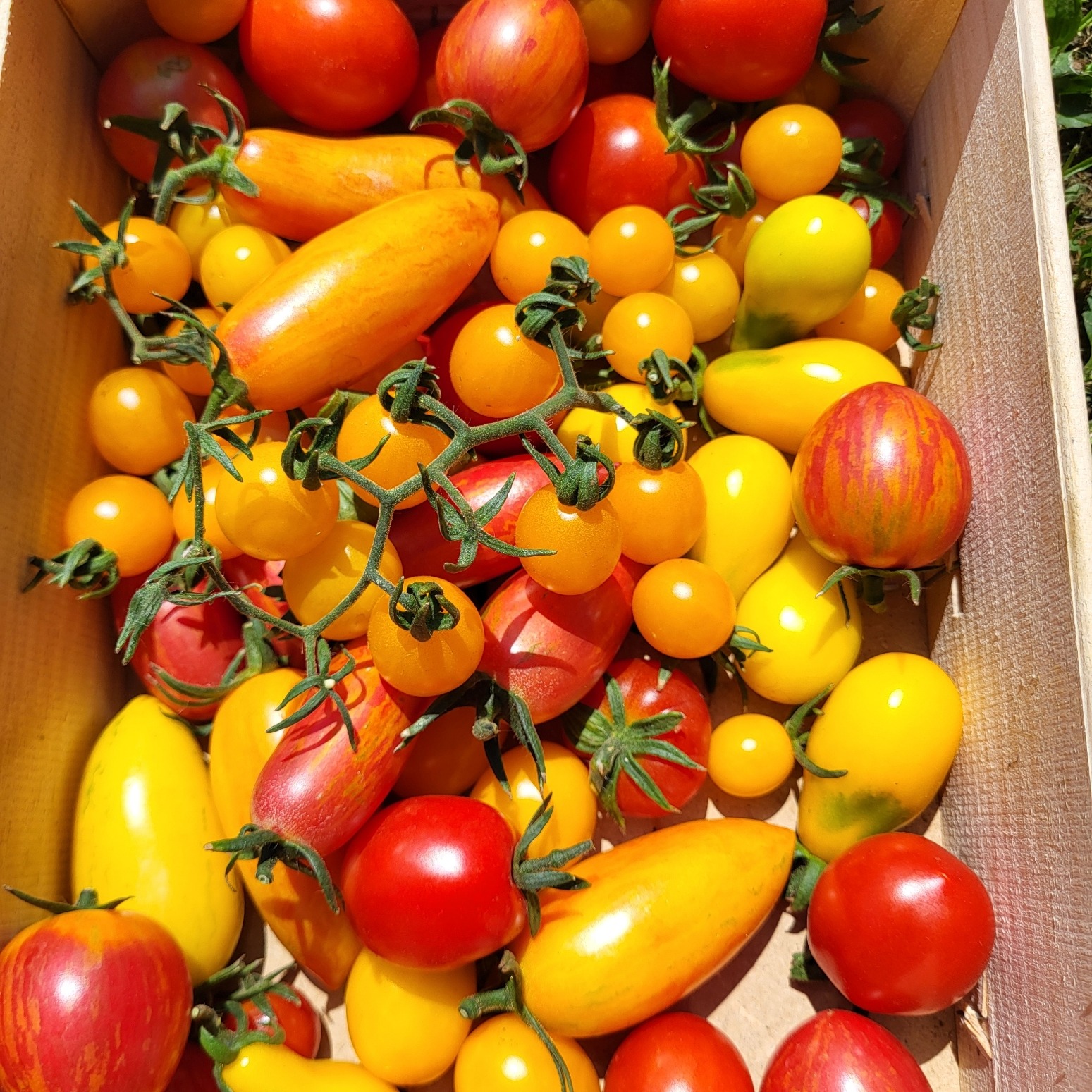 Tomates cerises et cocktail en mélange - 500g