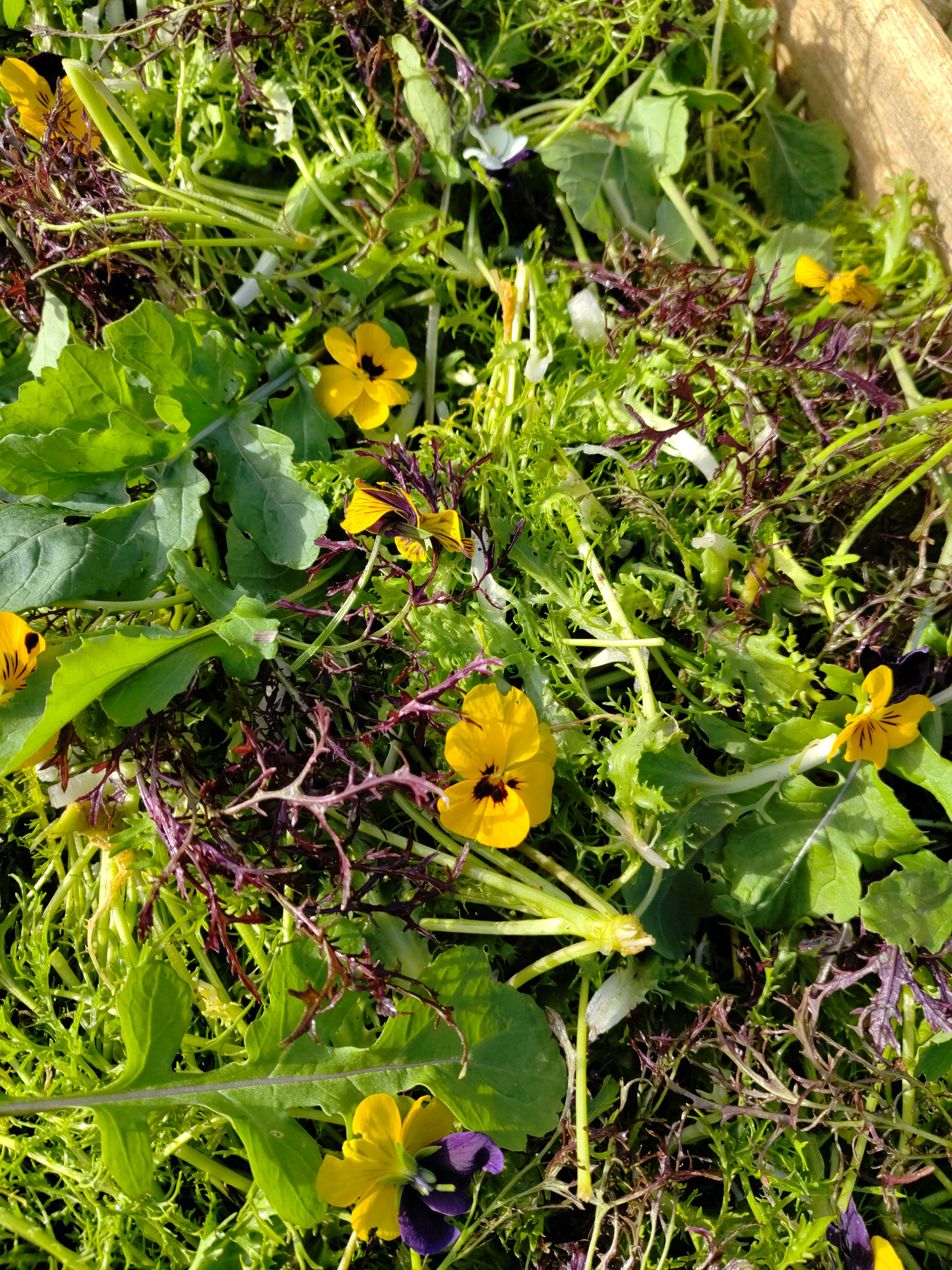 Mesclun (mélange de jeunes pousses)