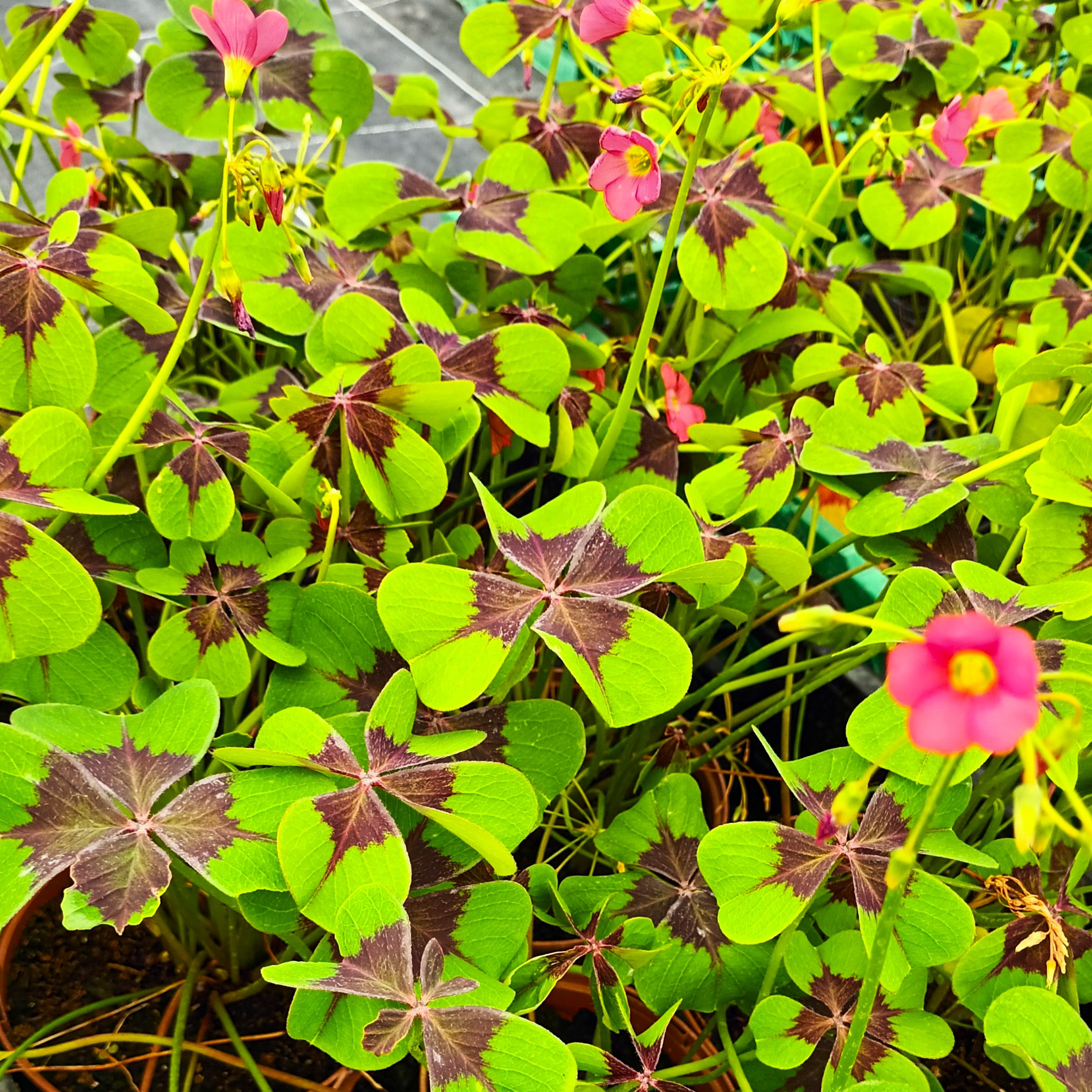 Oxalis deppei, faux trèfle à quatre feuille bicolore - 3l