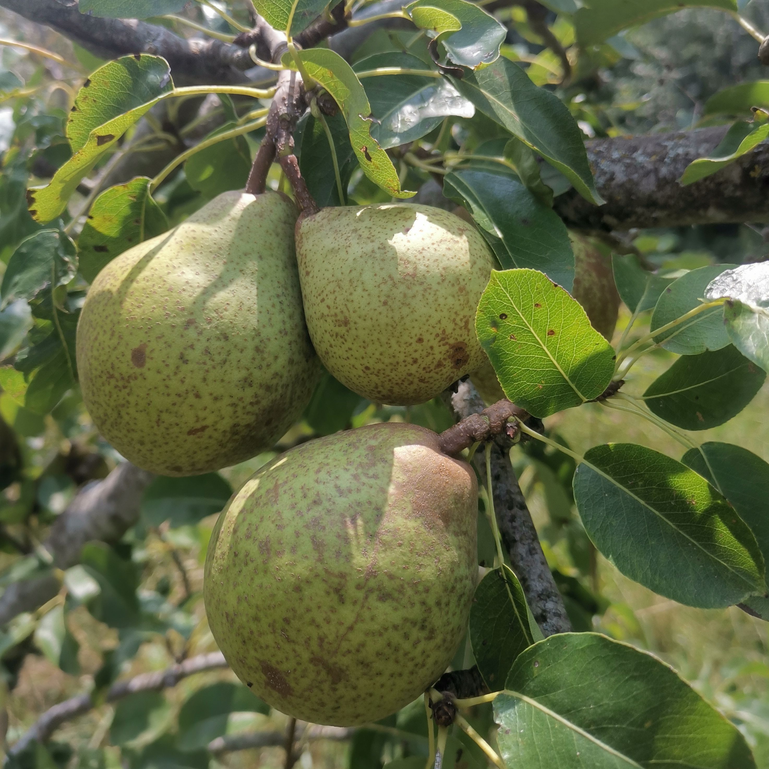Poire de Curé – Franc
