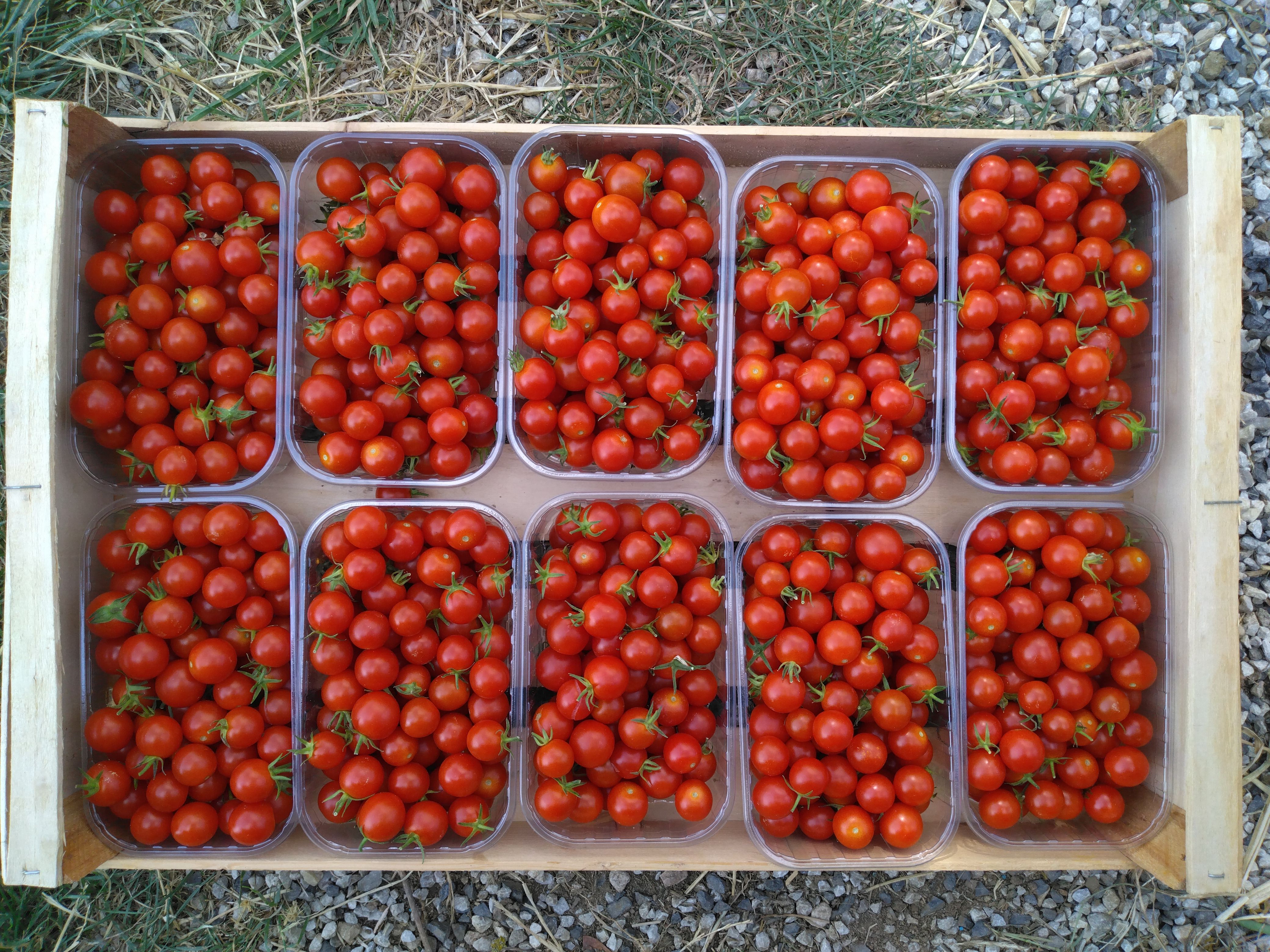 Tomates cerises barquette - 500g