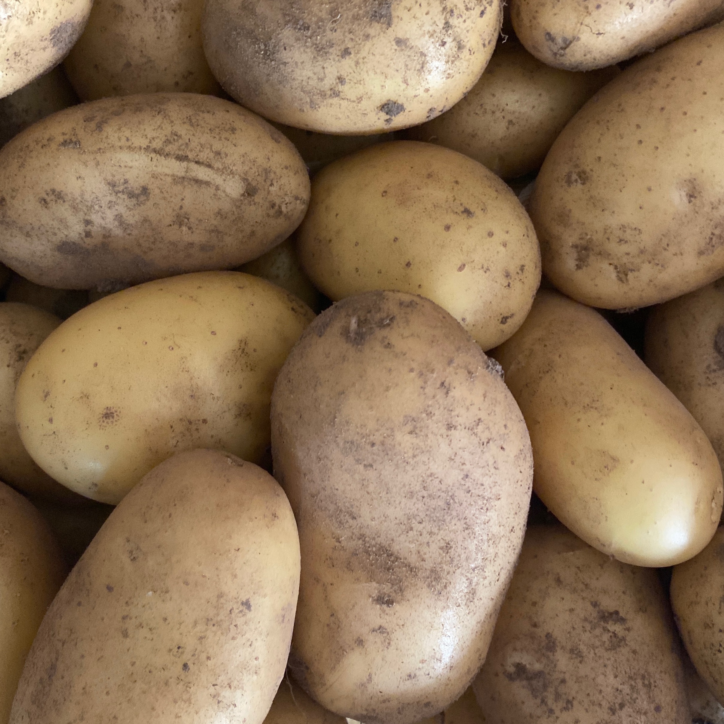 POMME DE TERRE PRIMEUR