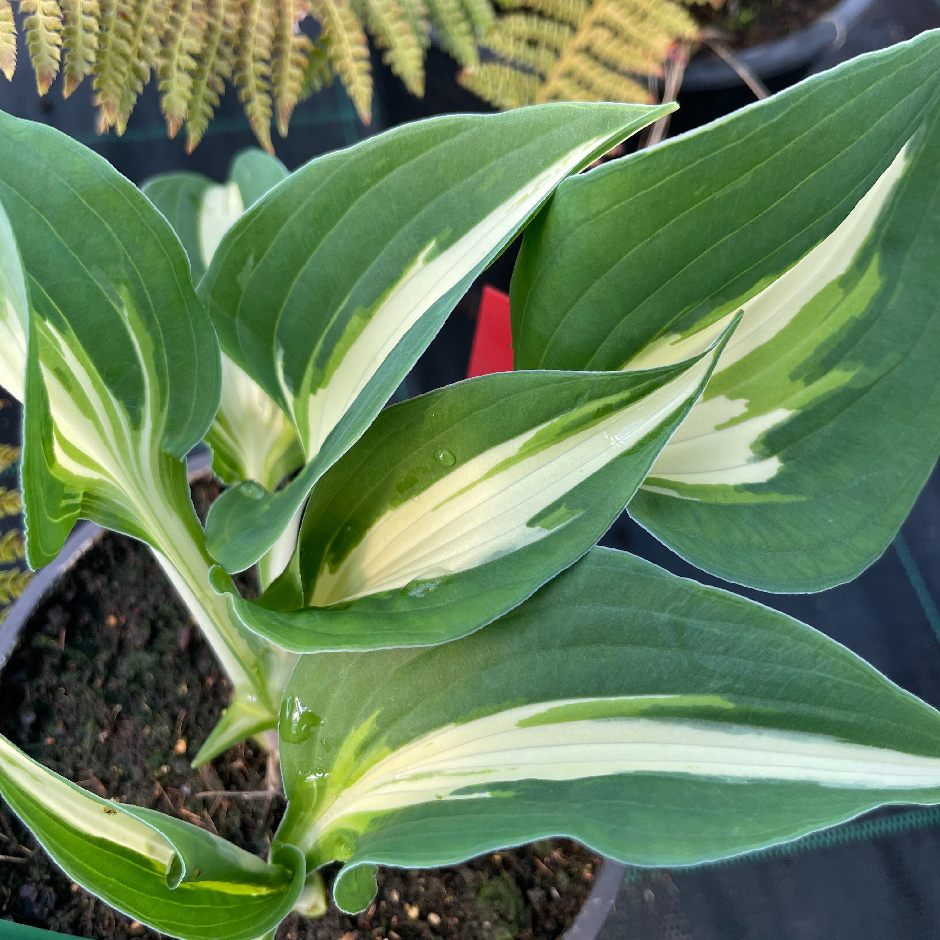 Hosta ‘Night before Christmas’