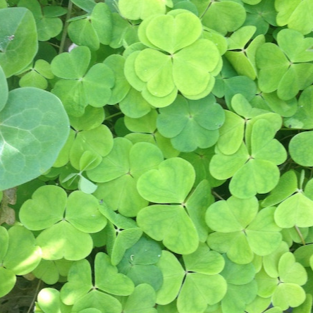 Feuilles - Oxalis verte